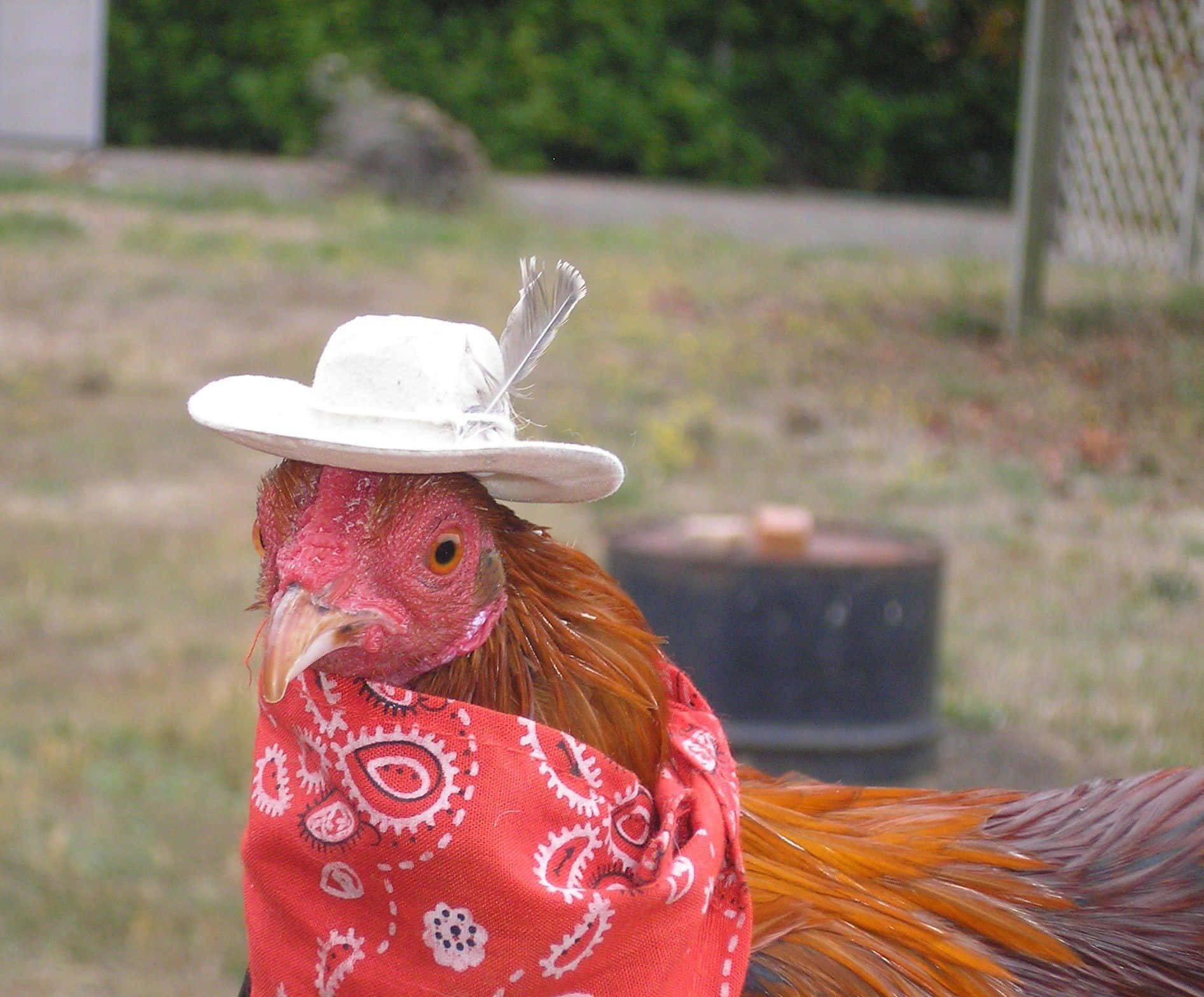 Funny Chicken Red Bandana Cowboy Hat Picture