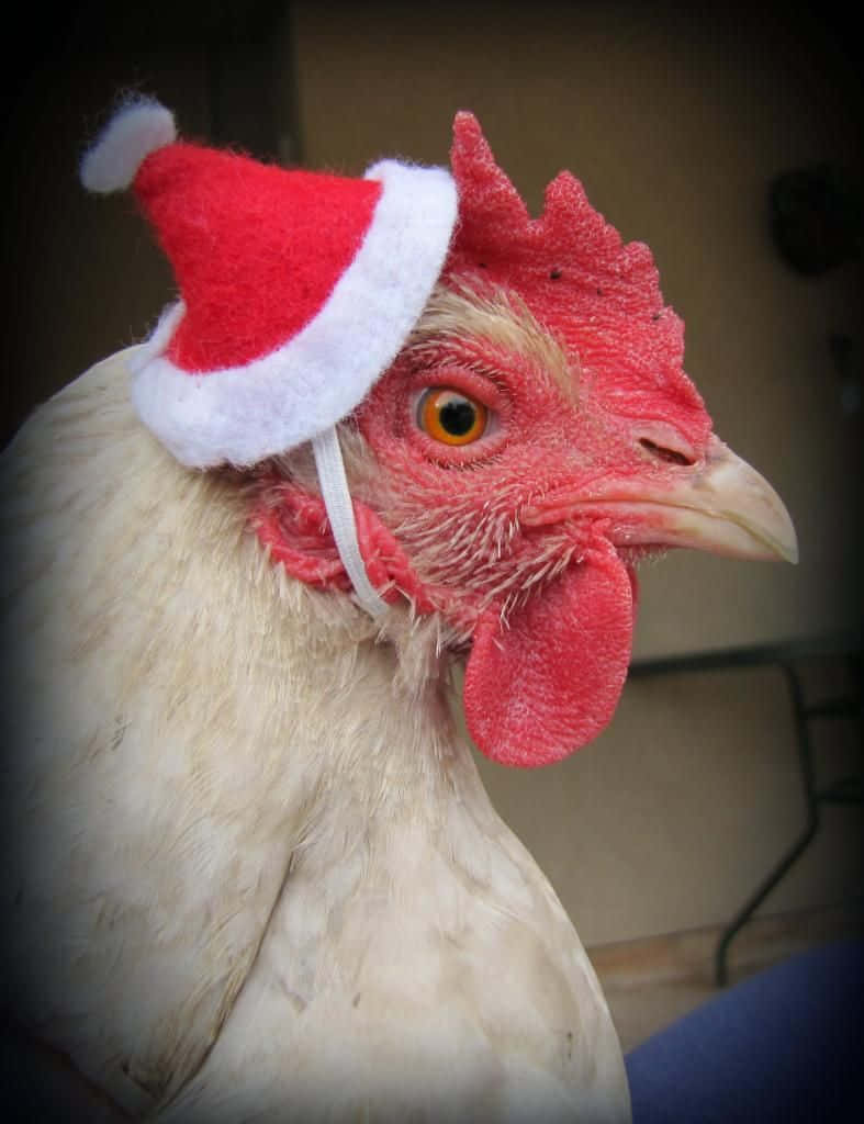 Funny Chicken Sad Face Christmas Hat Picture