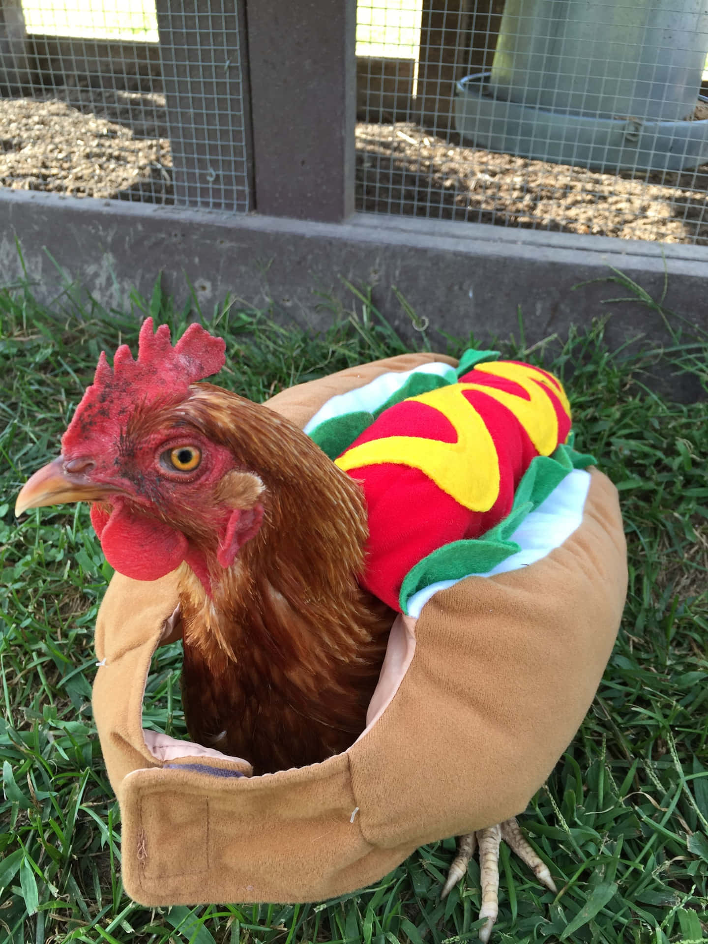 Funny Chicken Hotdog Sandwich Costume Picture