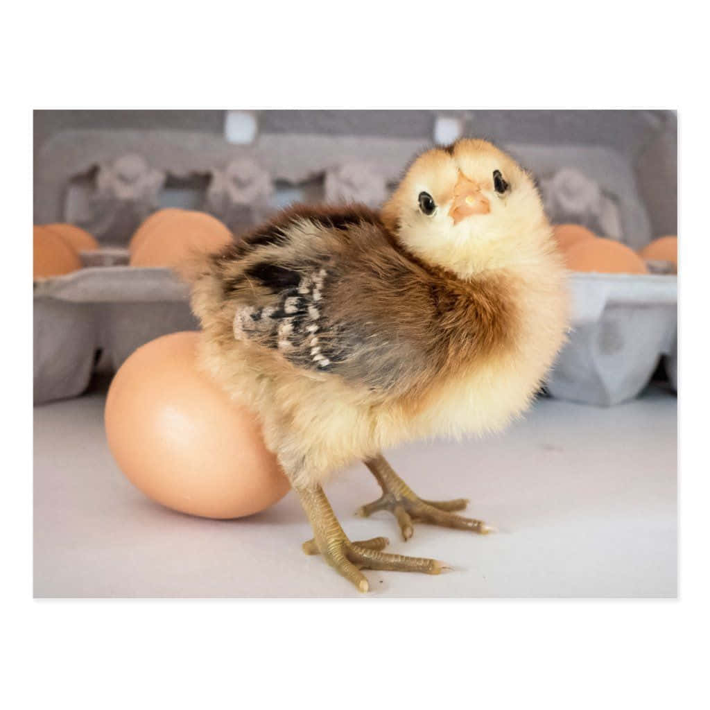 Funny Chicken Chick Incubate Egg Picture