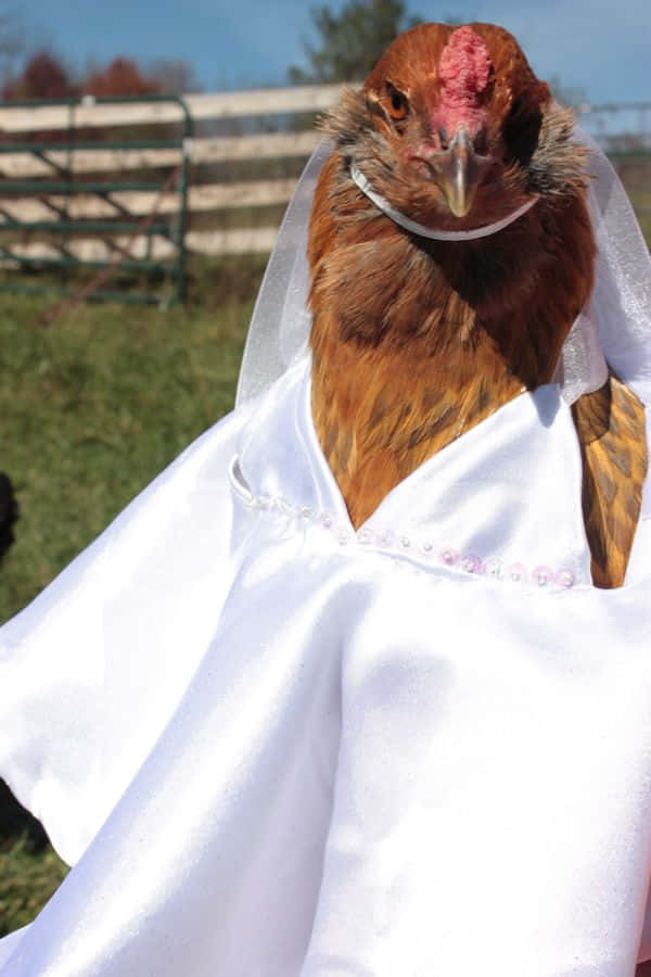 Funny Chicken Bride White Wedding Gown Picture