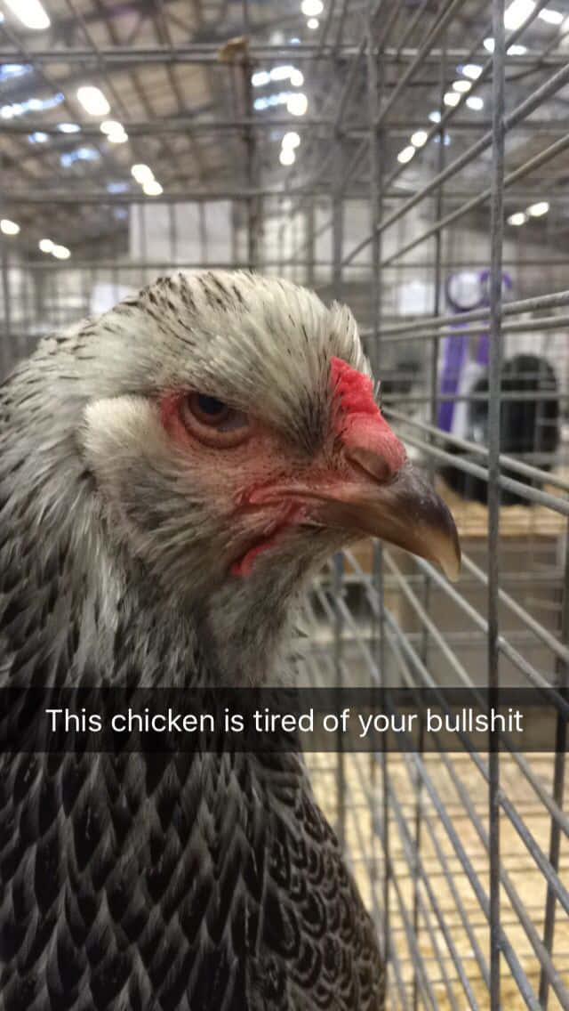 Funny Chicken Angry Stare Tired Picture