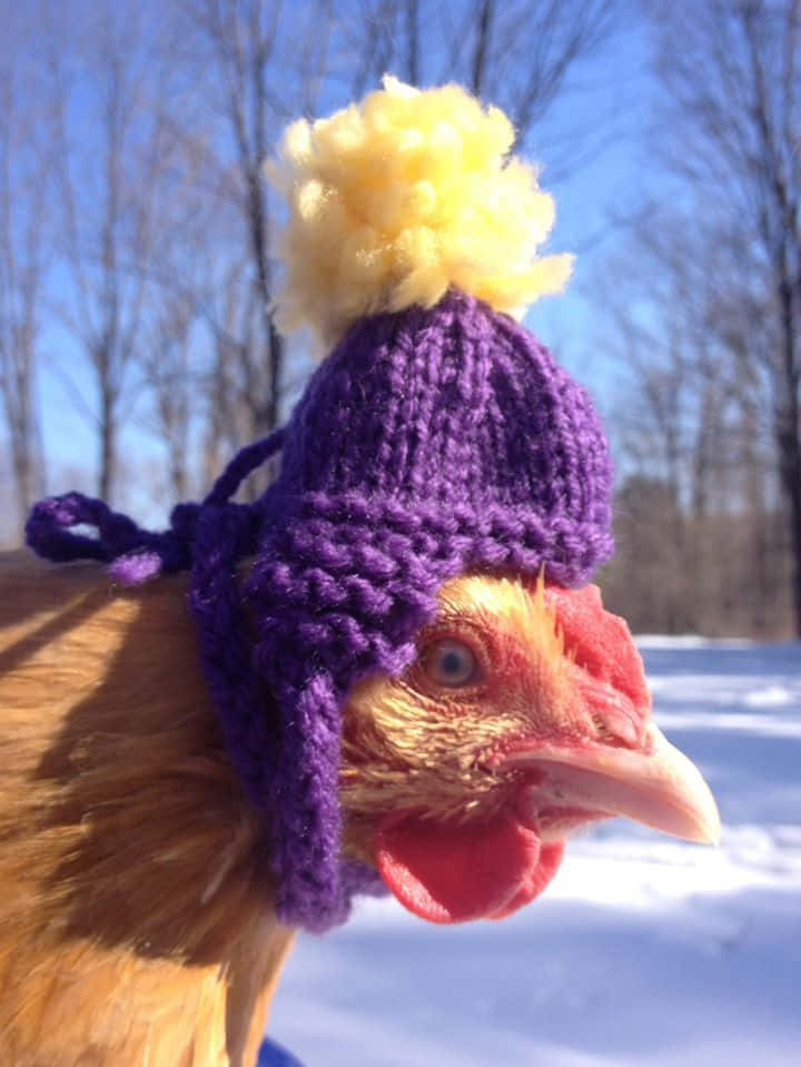 Funny Chicken Violet Knitted Beanie Picture