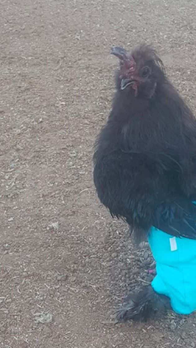 Funny Chicken Angry Stare Wearing Blue Shorts Picture