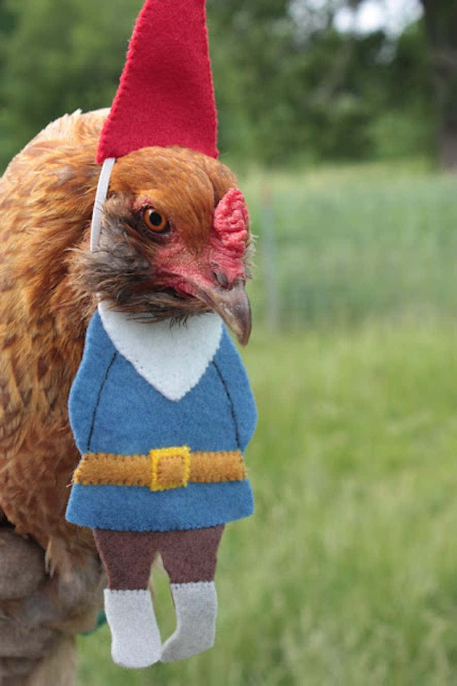 Funny Chicken Gnome Hat Costume Picture