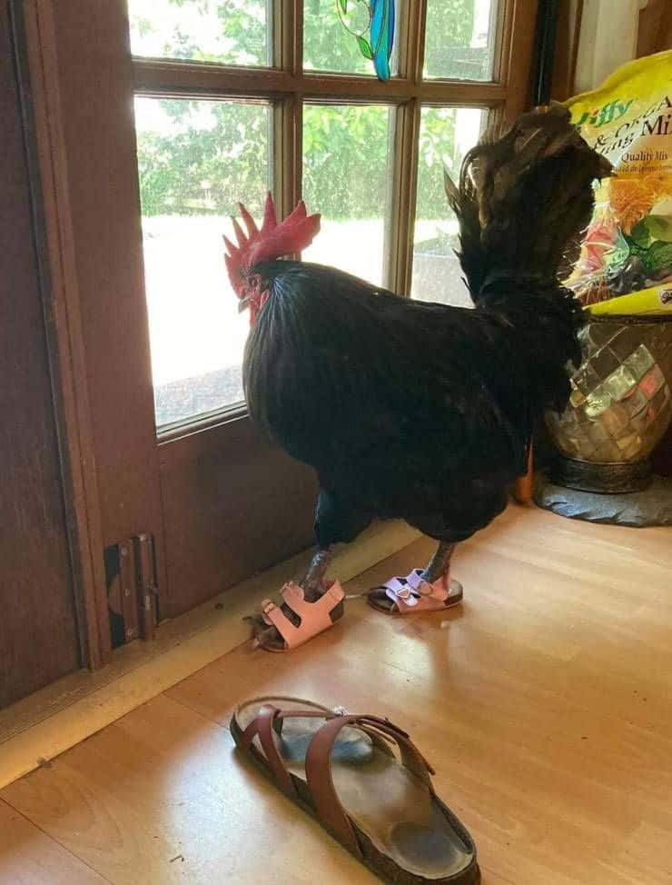 Funny Chicken Guarding Door Flip Flops Picture