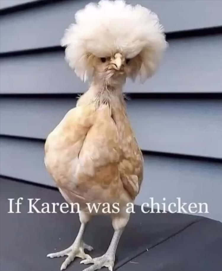 Funny Chicken Karen Hair Angry Stare Picture
