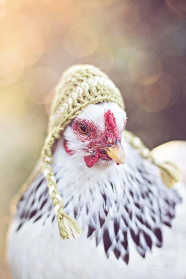 Funny Chicken Bonnet Hat Close Up Picture