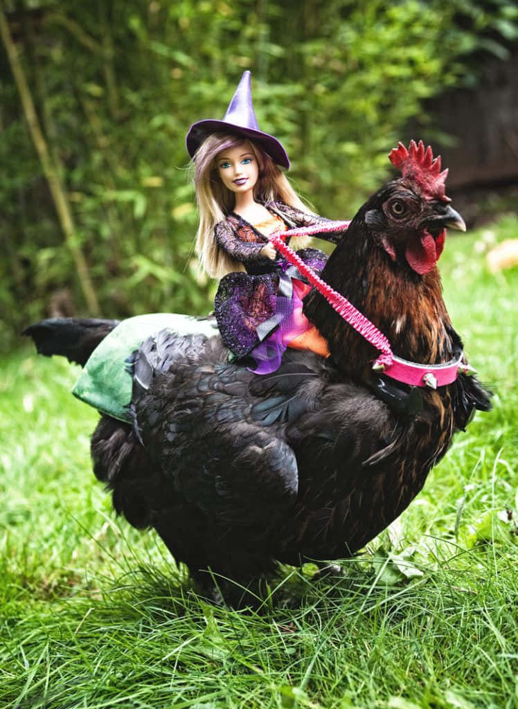 Funny Chicken Witch Barbie Back Riding Picture