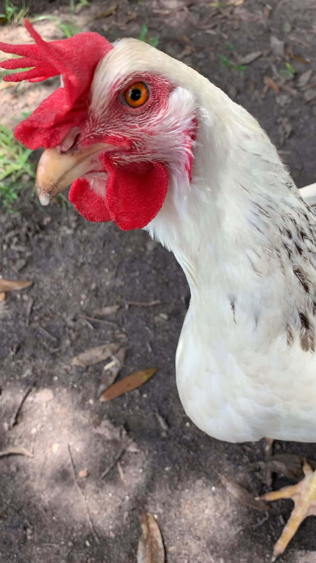 Funny Chicken Close Up Angry Stare Picture