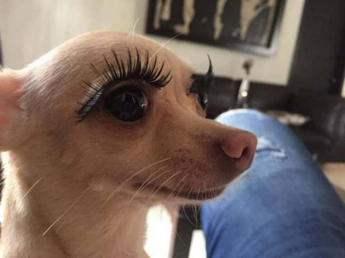 Funny Chihuahua Eyelash Pictures