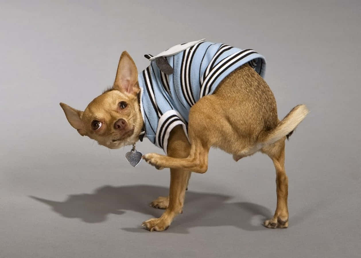 Funny Hip-hop Chihuahua Pictures