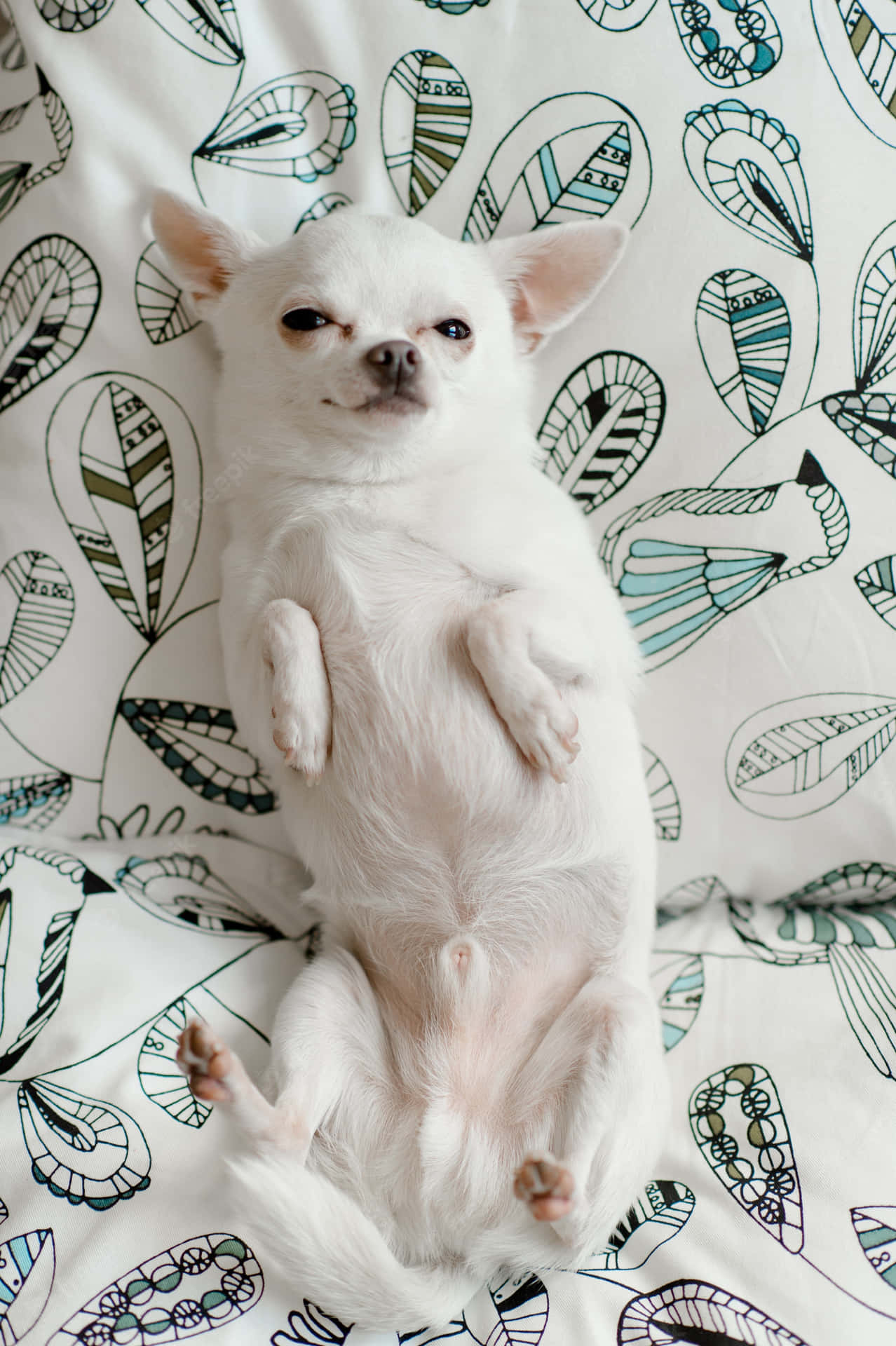 Funny Baby Chihuahua Pictures