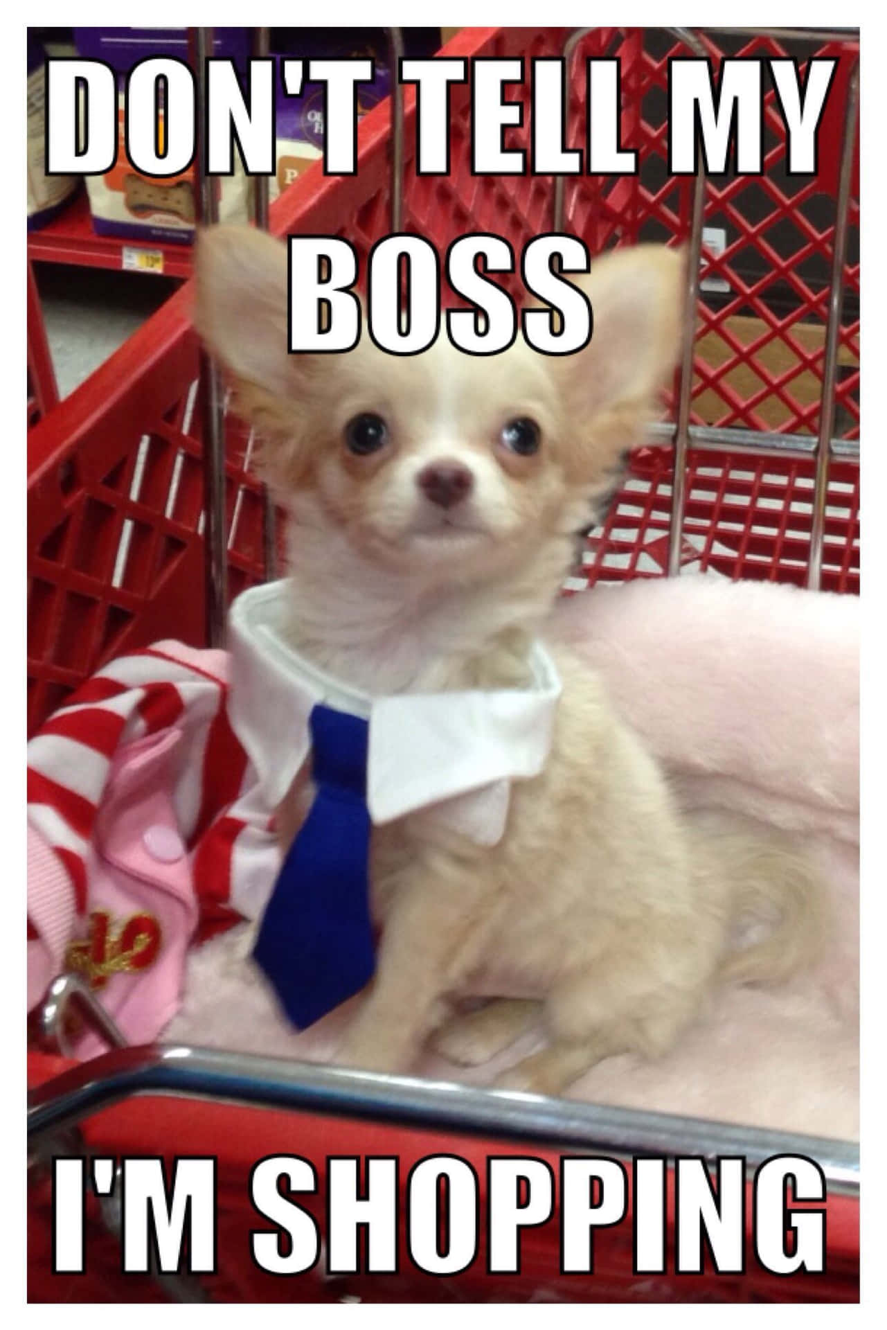 Funny Chihuahua Boss Pictures