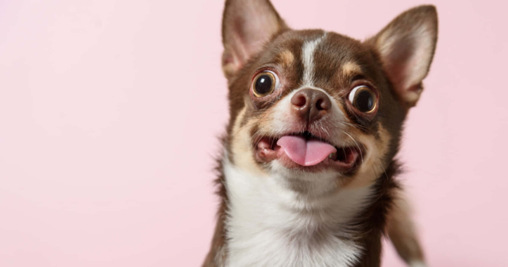 Funny Chihuahua Hd Pictures