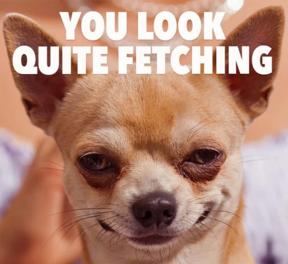 Funny Chihuahua Meme Pictures