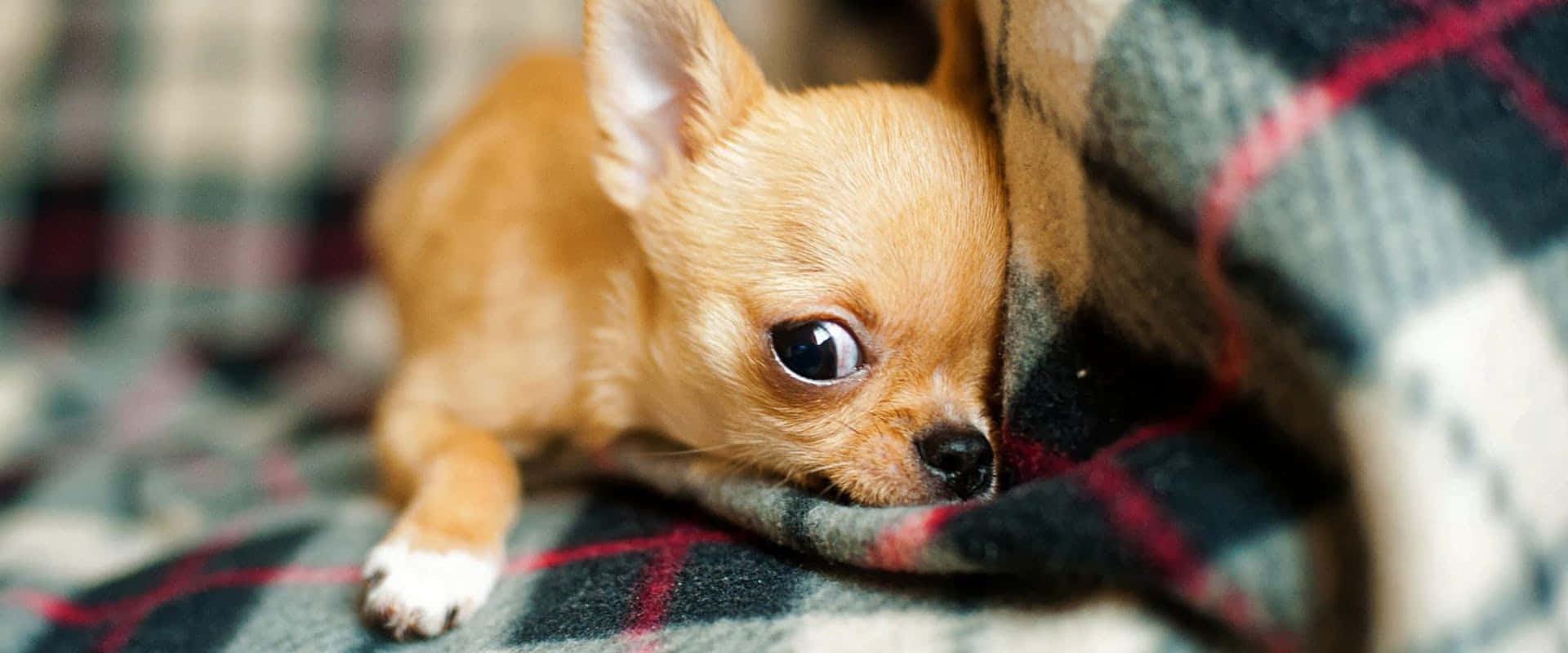 Funny Hiding Chihuahua Pictures