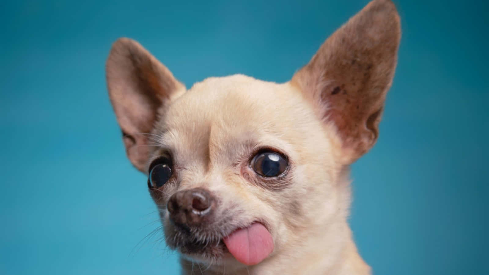 Funny Chihuahua Tongue Out Pictures