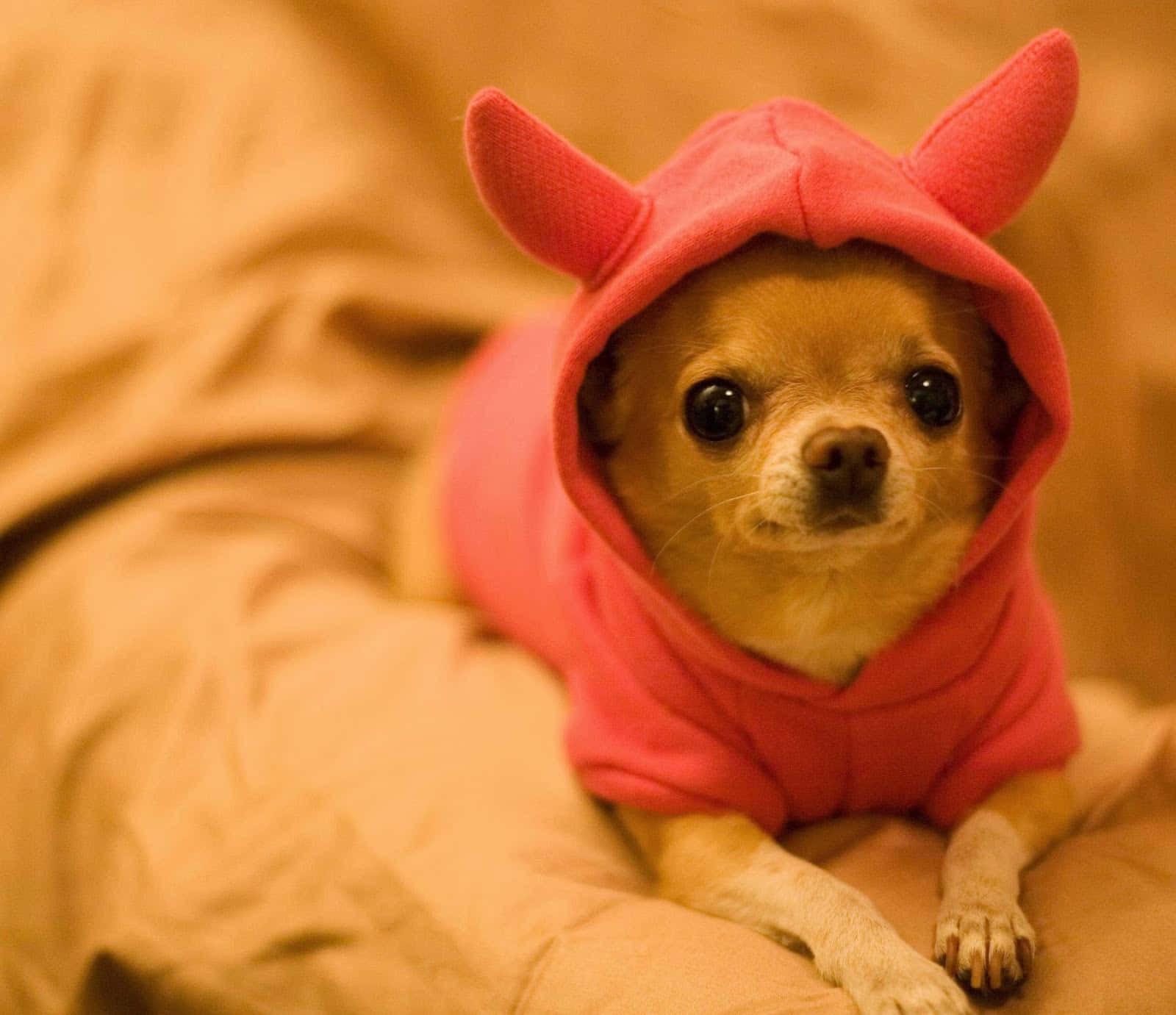 Funny Pink Hood Chihuahua Pictures