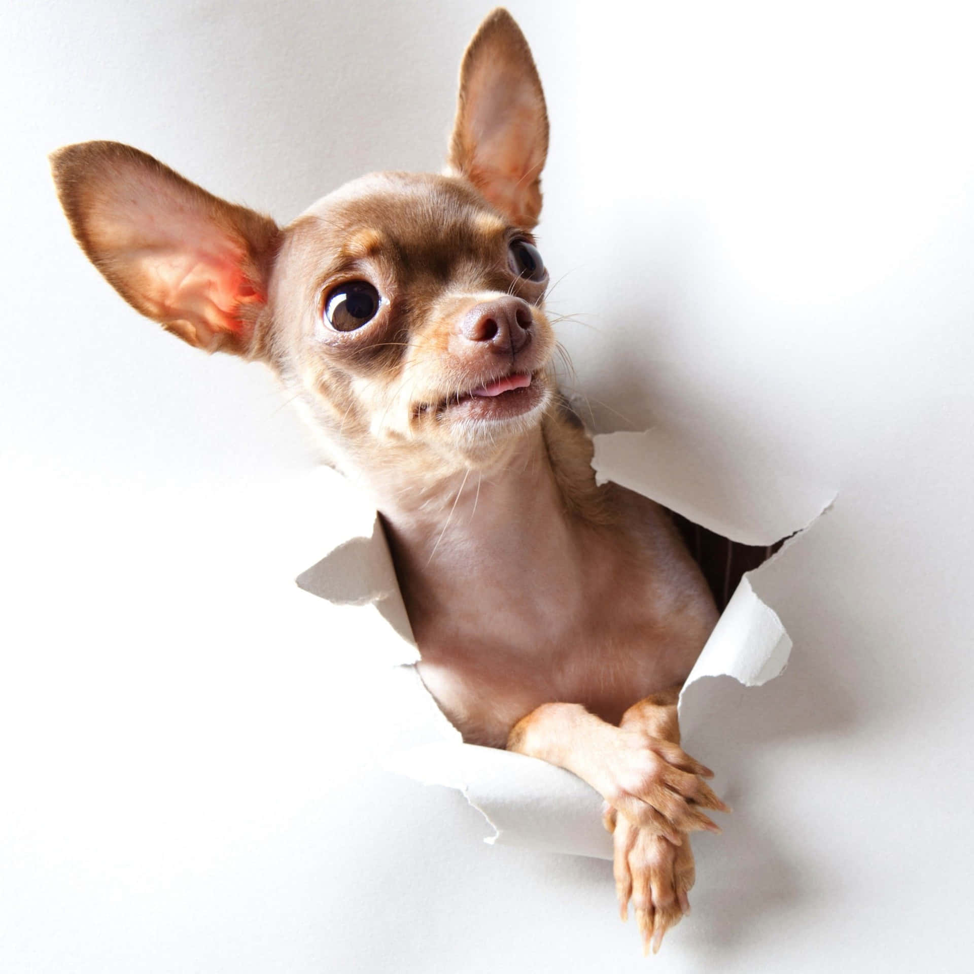 Funny Chihuahua White Pictures