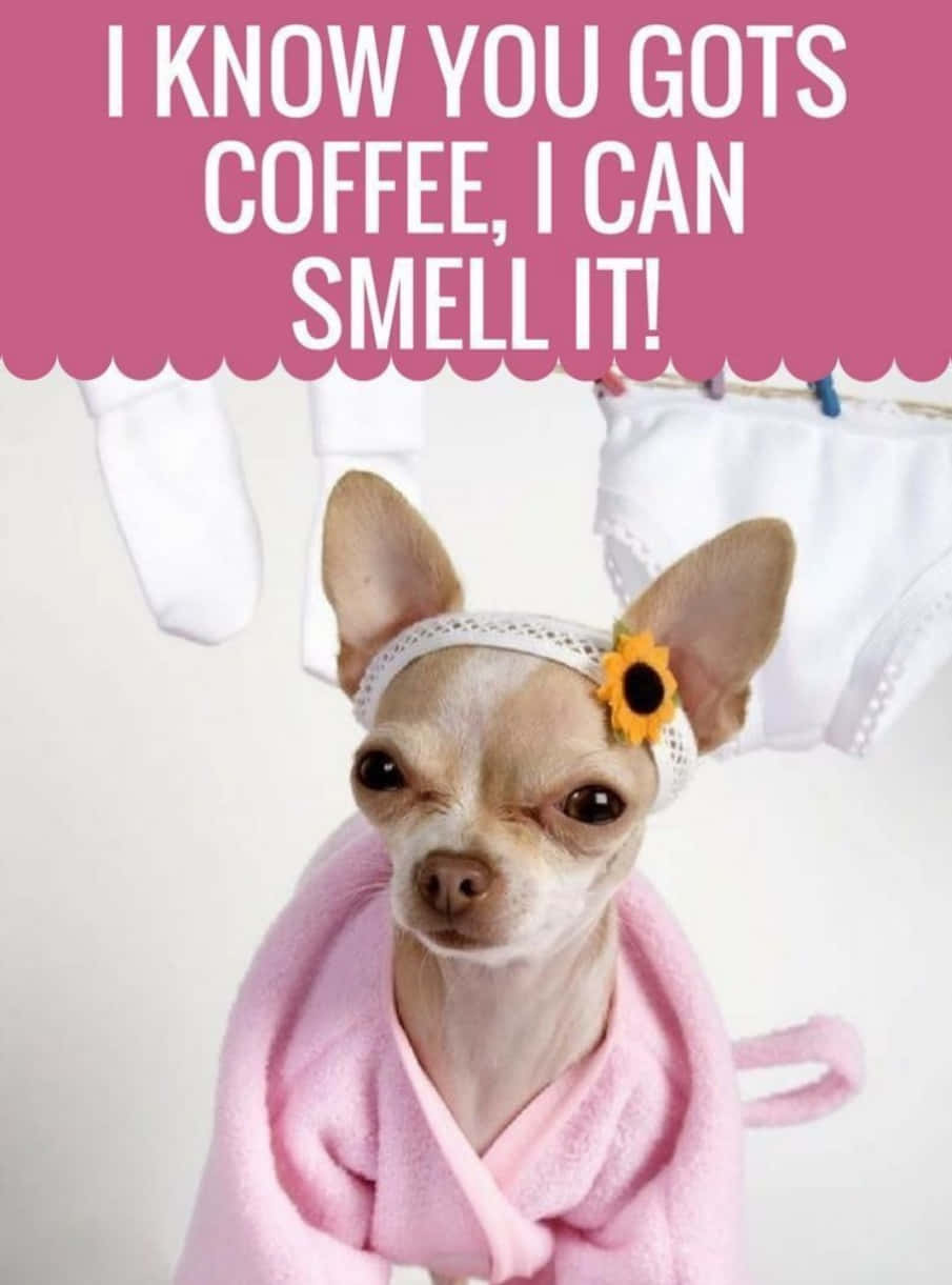 Funny Pretty Chihuahua Pictures