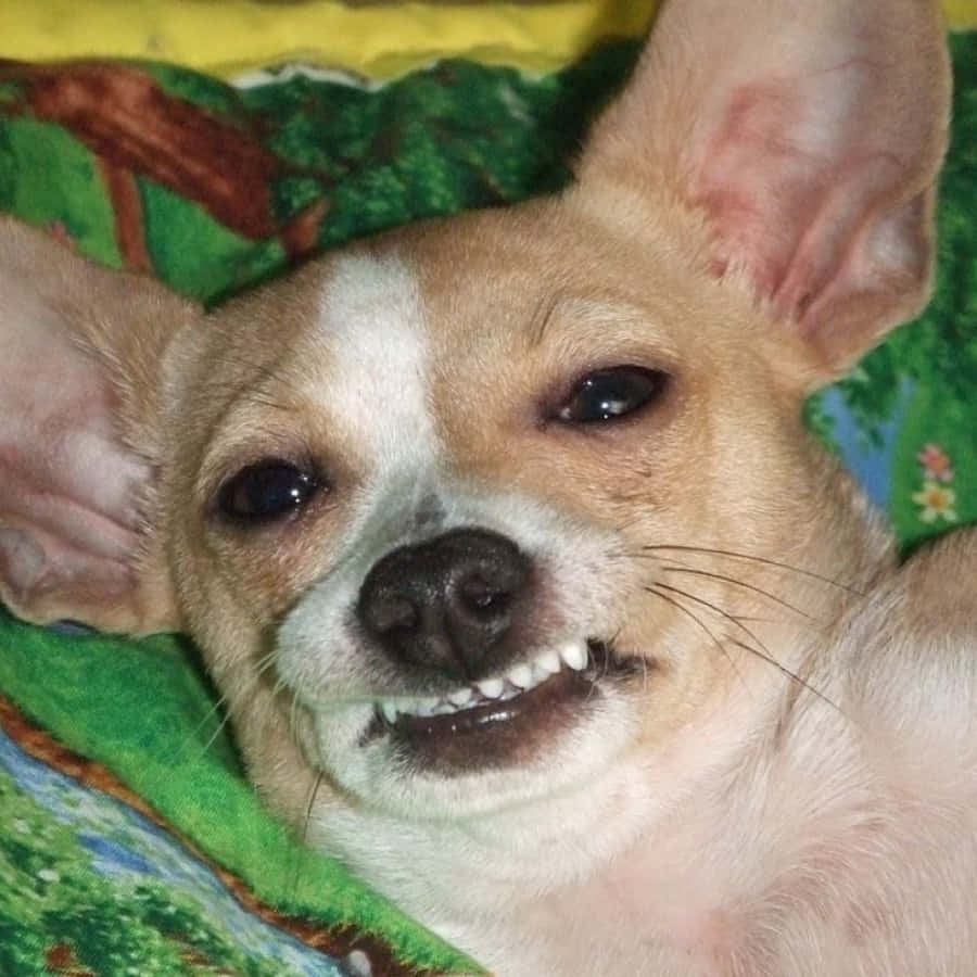 Funny Smile Chihuahua Pictures