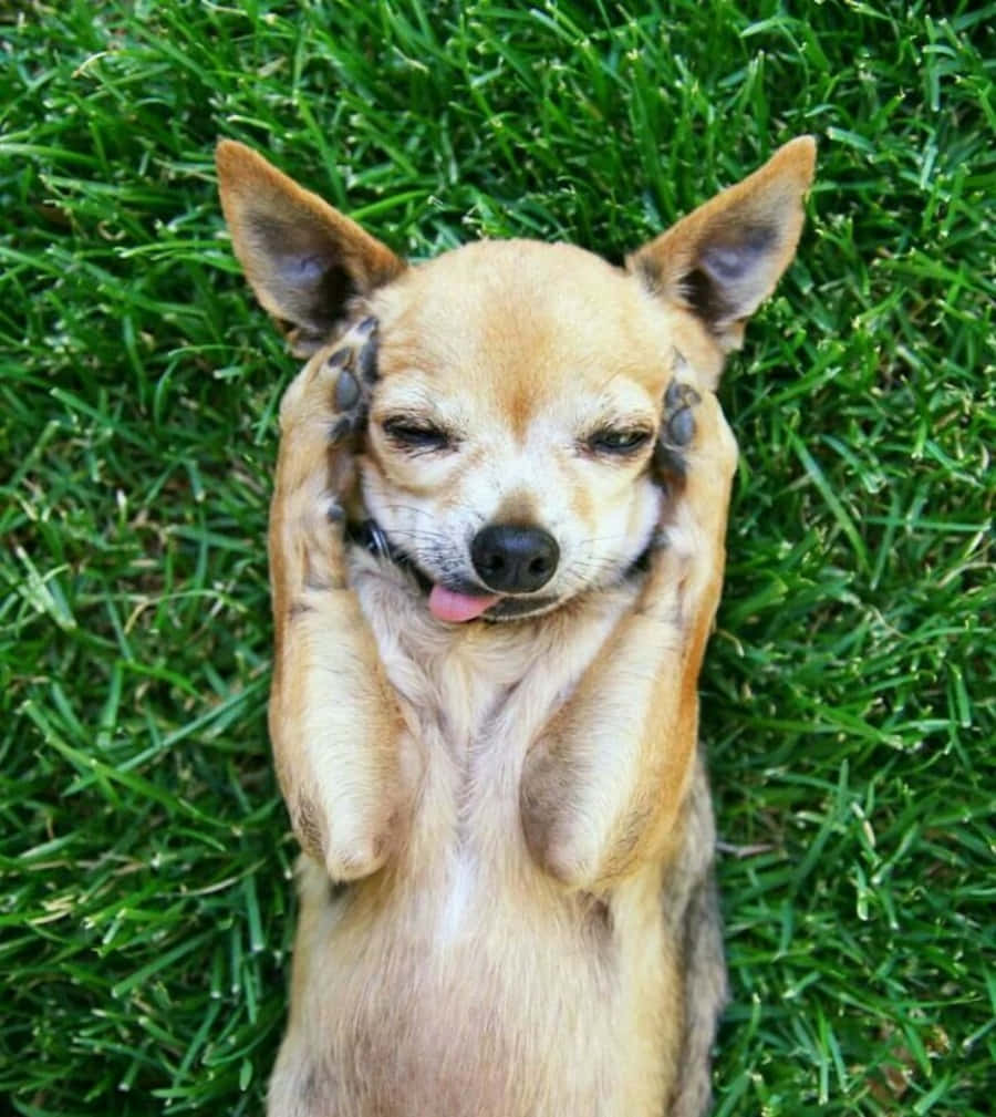 Funny Chihuahua Adorable Pictures