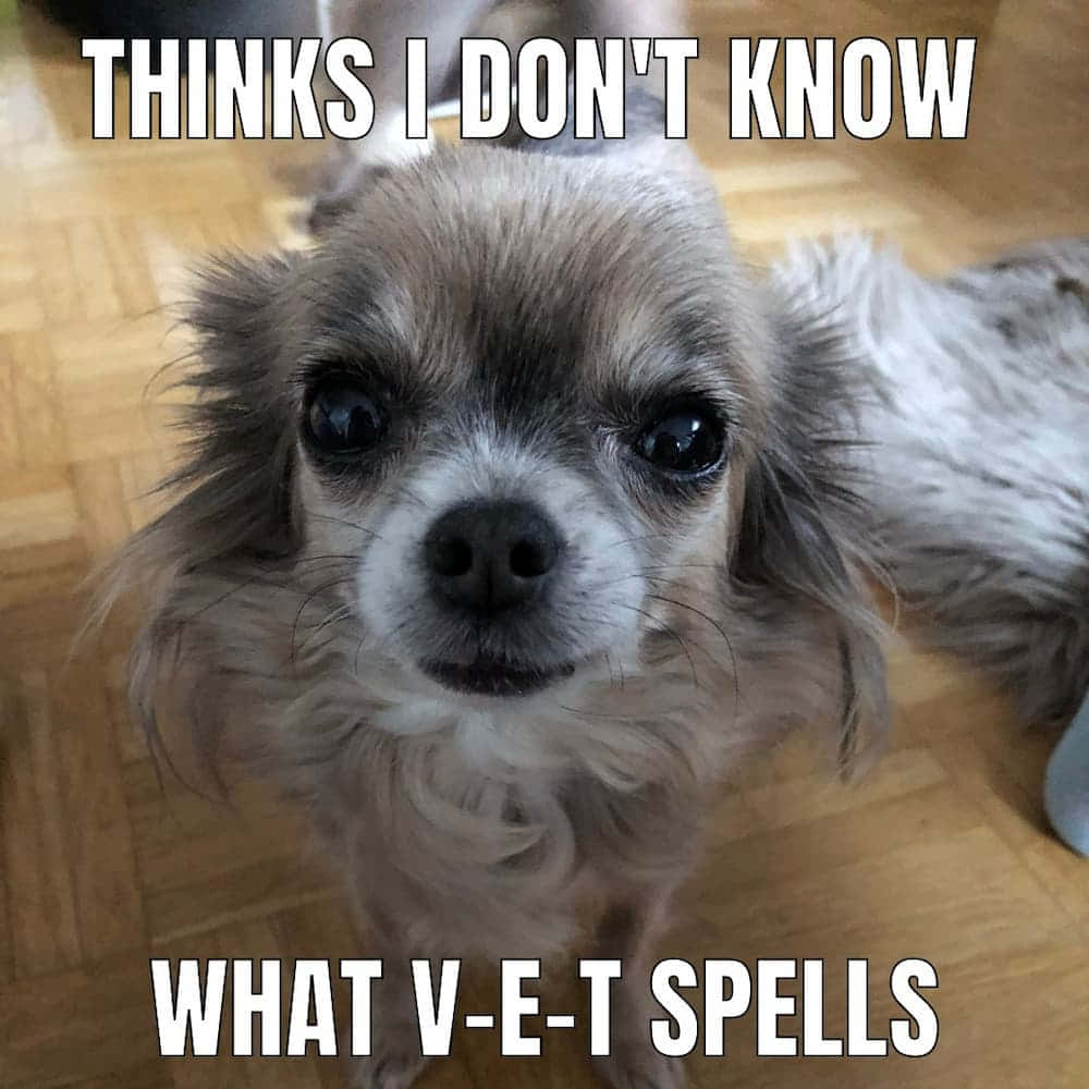Funny Long-Haired Chihuahua Pictures