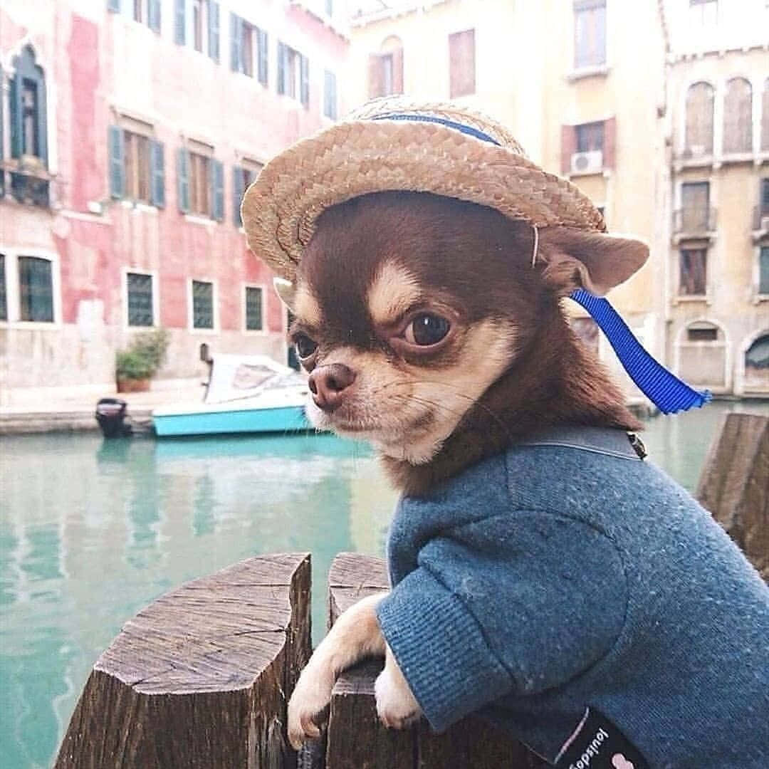 Funny Venice Chihuahua Pictures