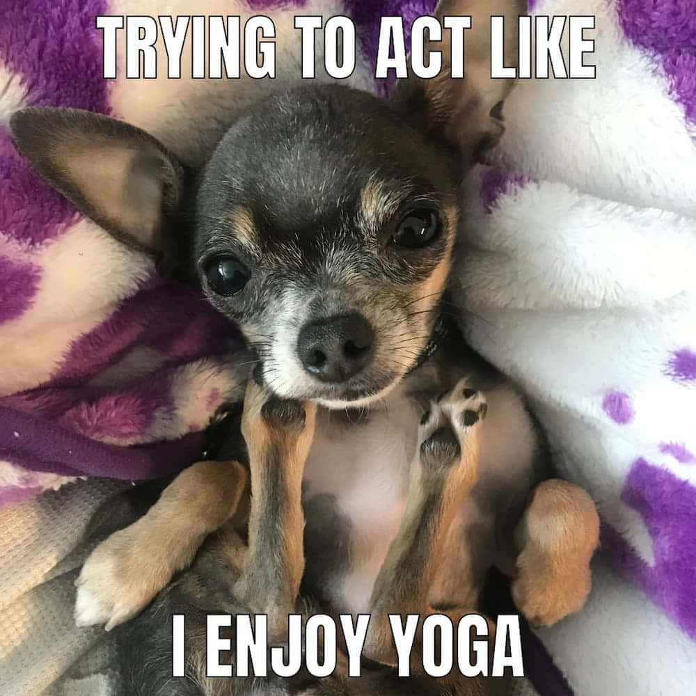Funny Chihuahua Enjoy Yoga Pictures