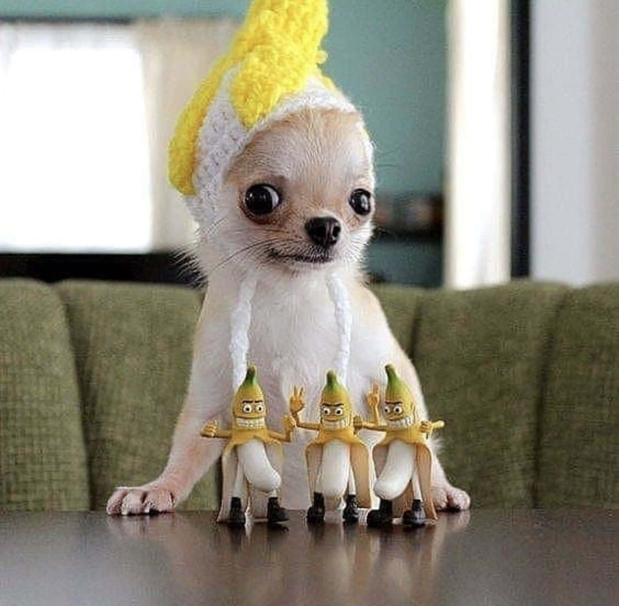 Funny Chihuahua Banana-split Pictures