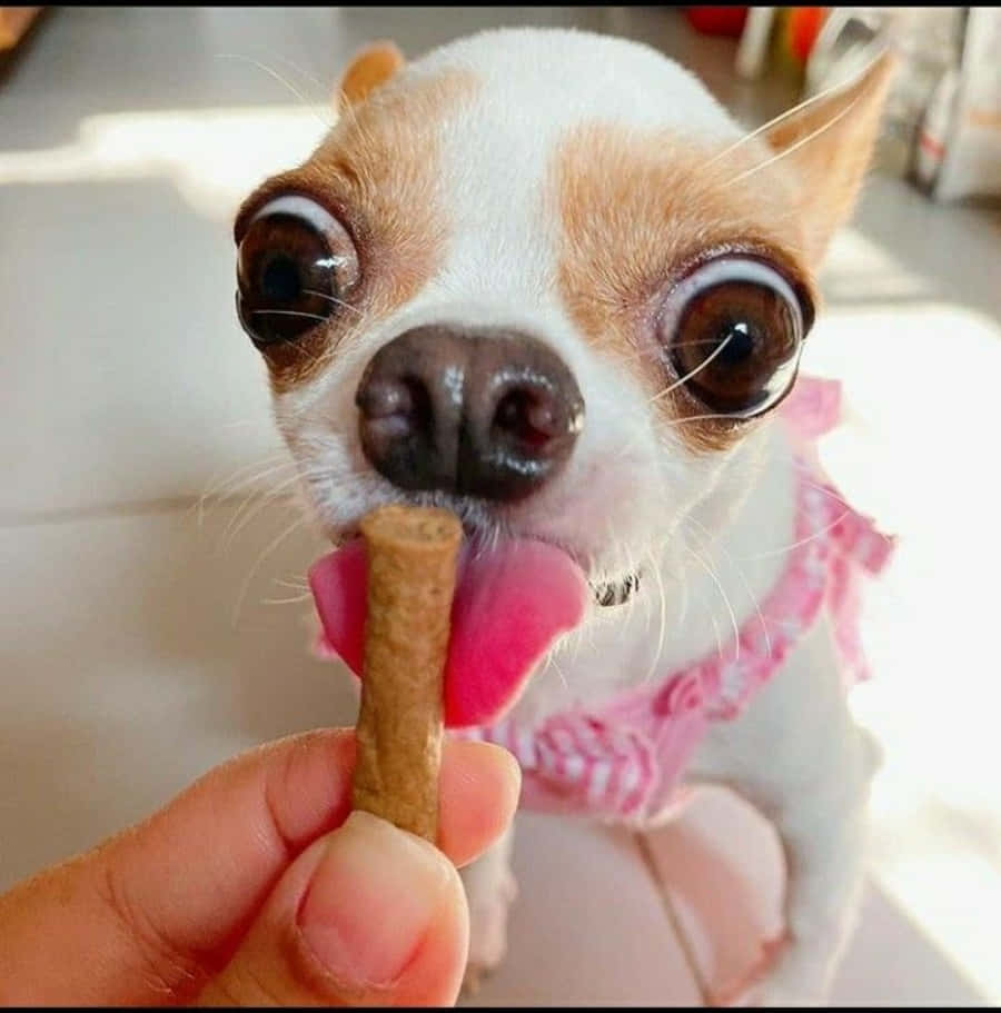 Funny Licking Chihuahua Pictures