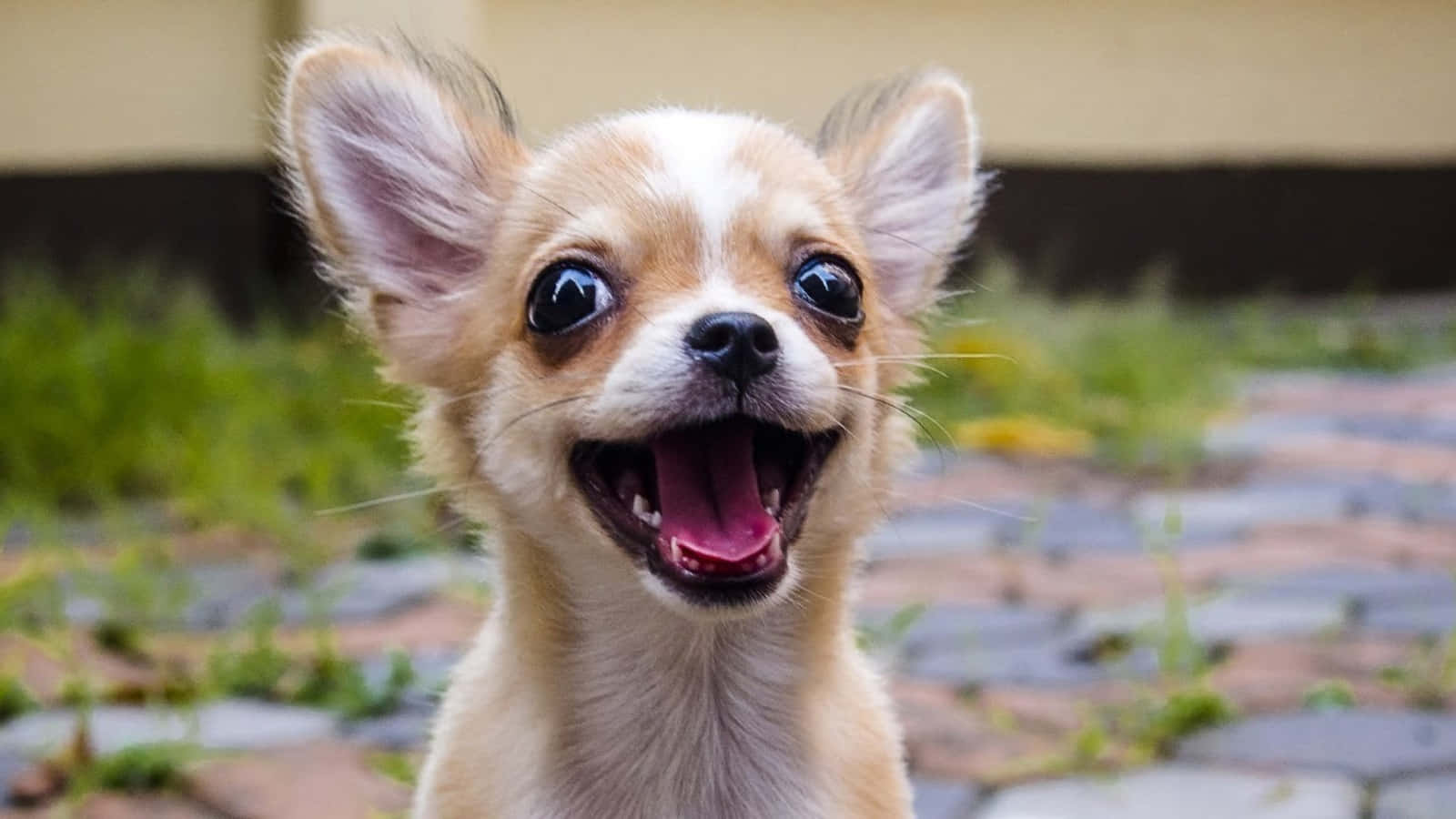 Funny Happy Chihuahua Pictures