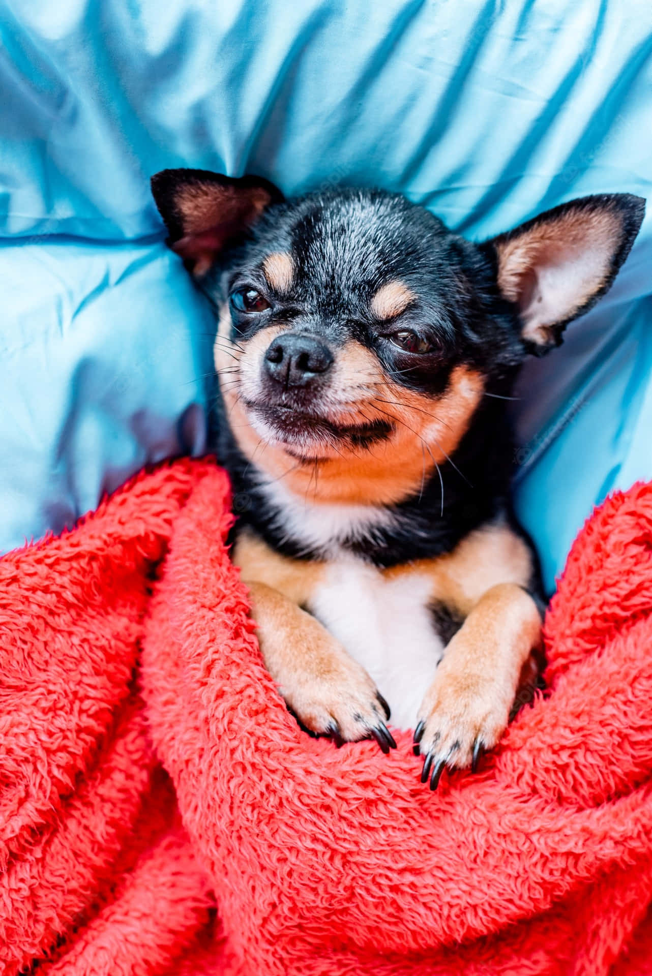 Funny Chihuahua Cuddle Pictures