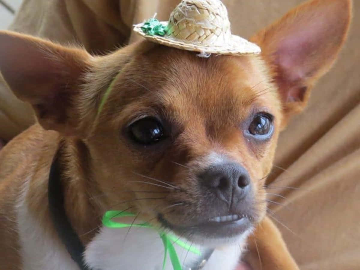 Funny Close-up Chihuahua Pictures