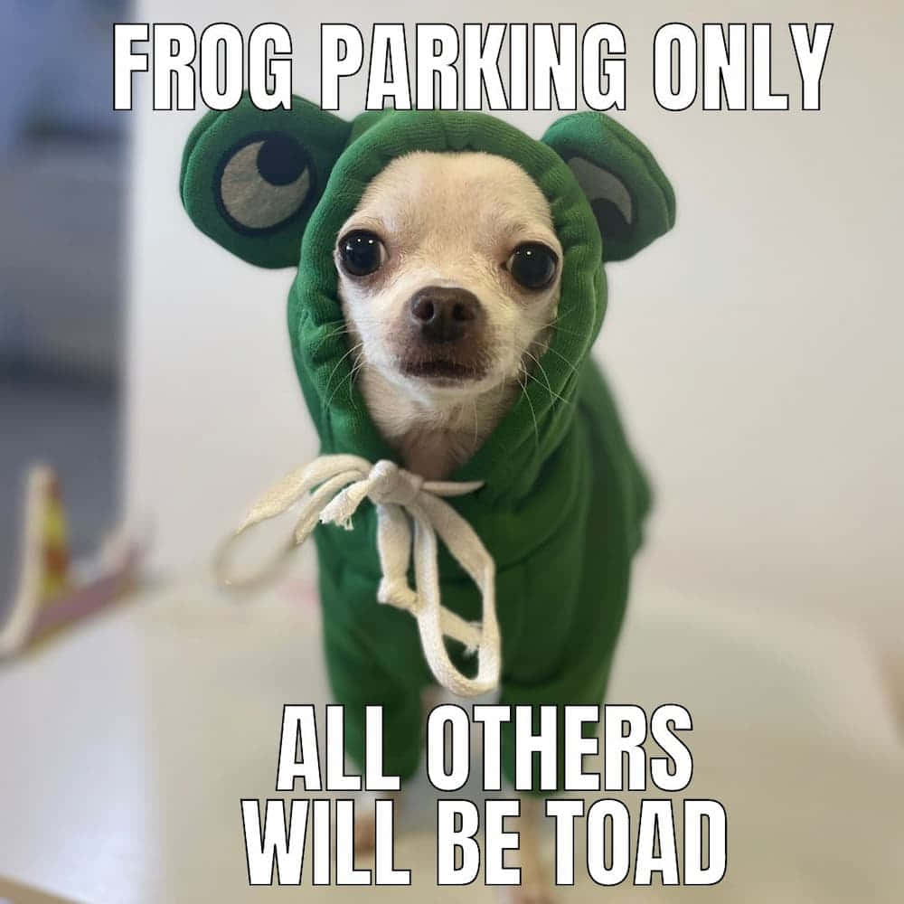 Funny Chihuahua Frog Pictures
