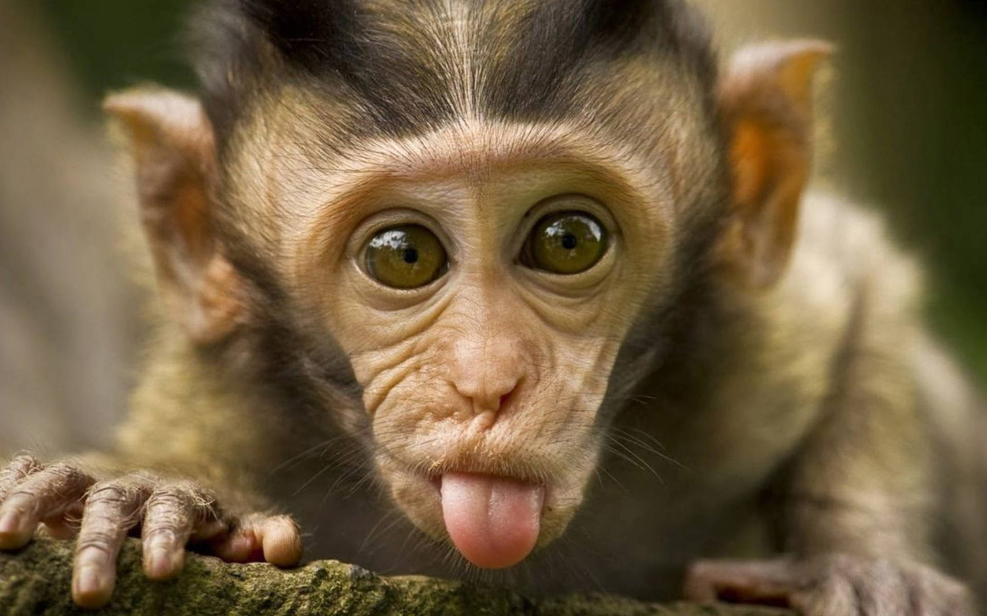 Funny Chimpanzee Face Expression Wallpaper