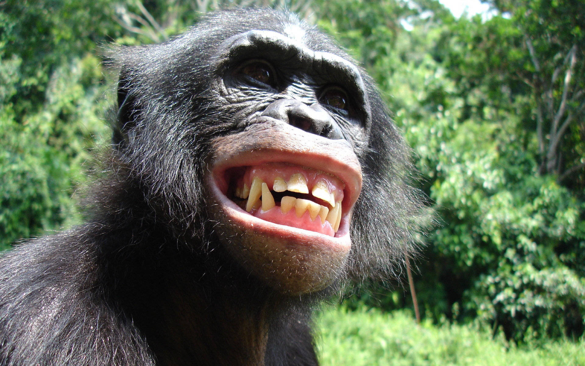 Sorriso Divertente Dello Scimpanzé Sfondo