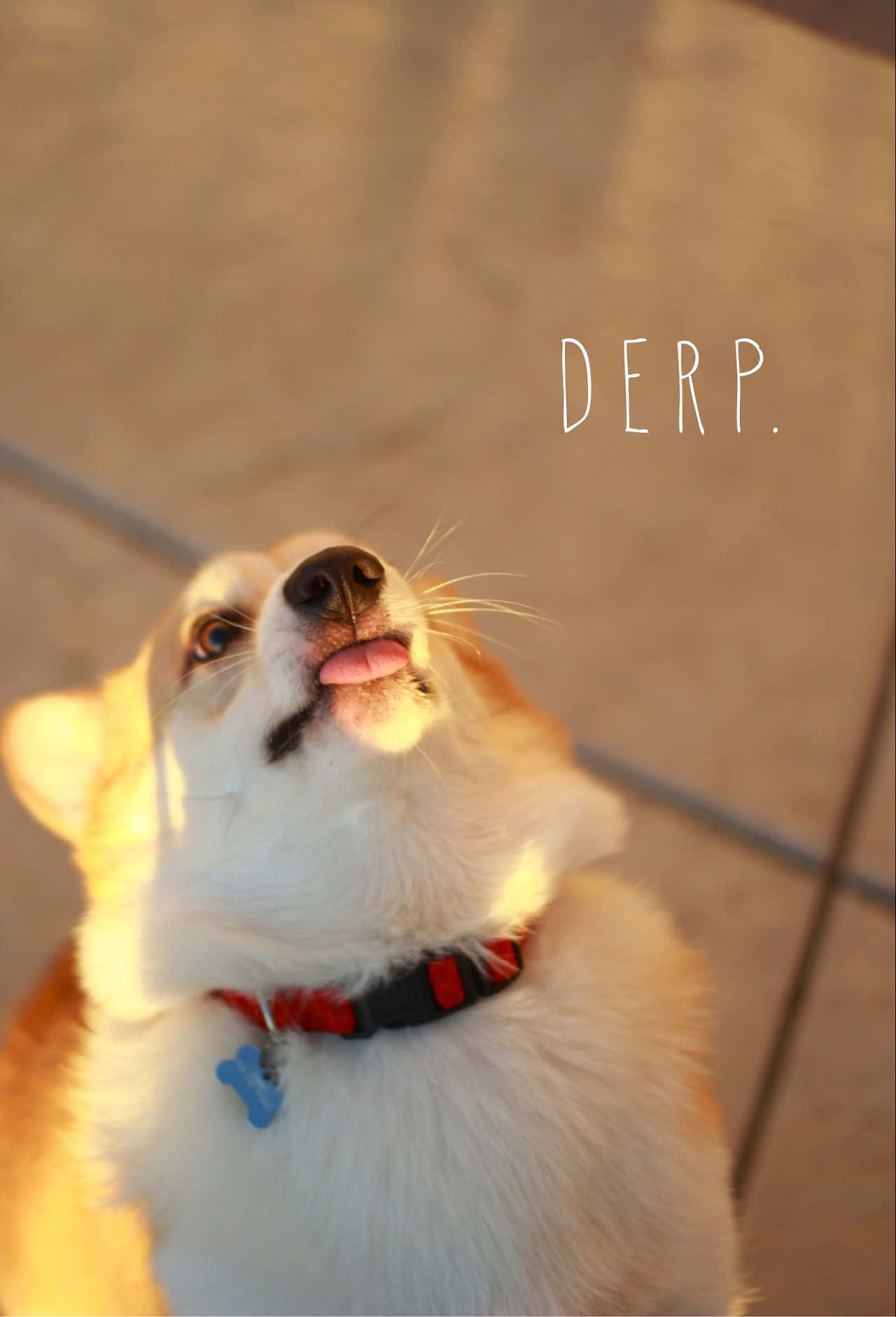 Funny Corgi Tongue Out Golden Hour Picture