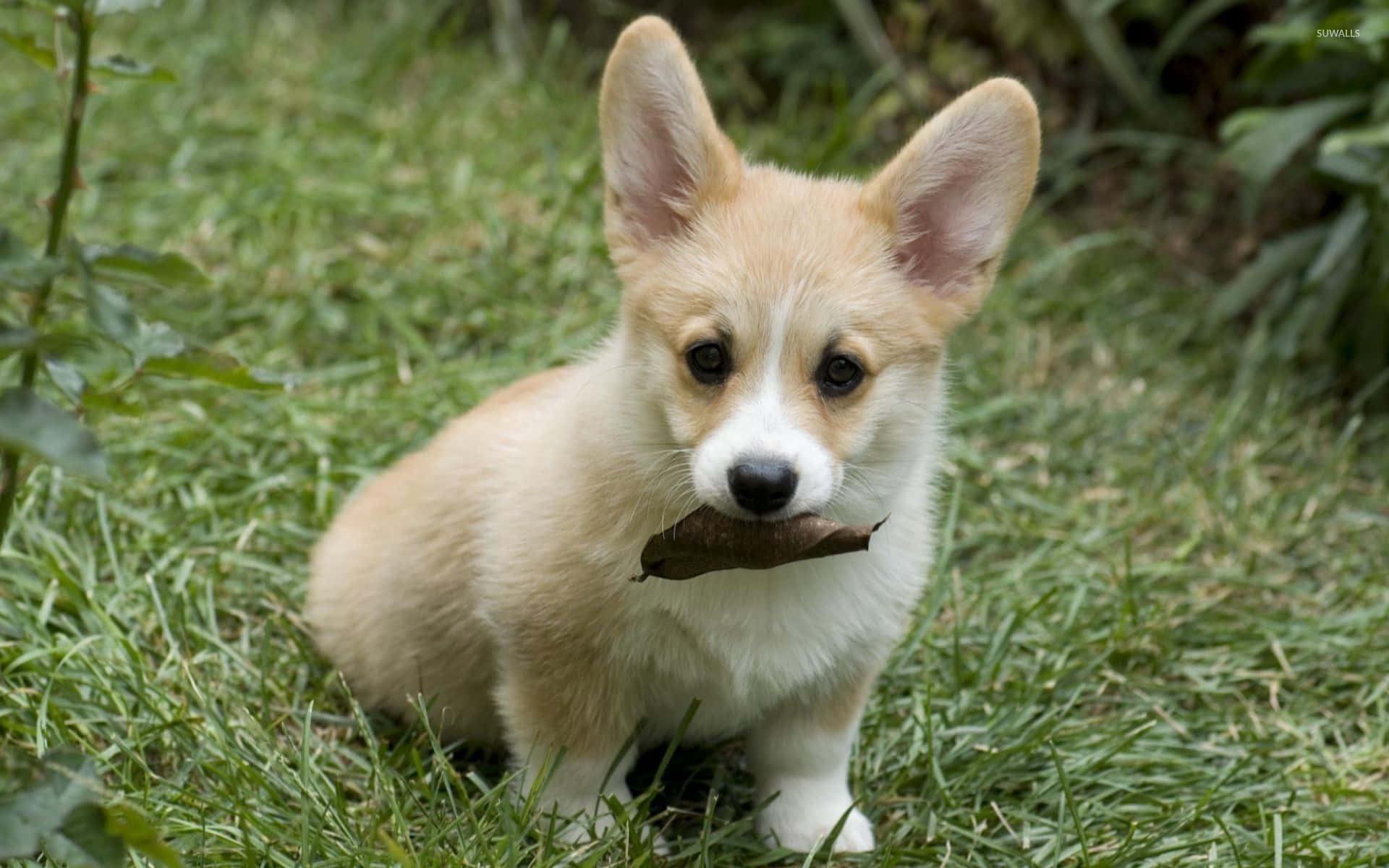 Funny Corgi Puppy With Dried Leaf Picture