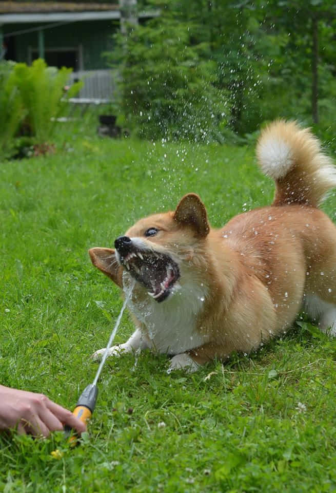 Funny Corgi Playing With Water Hose Picture