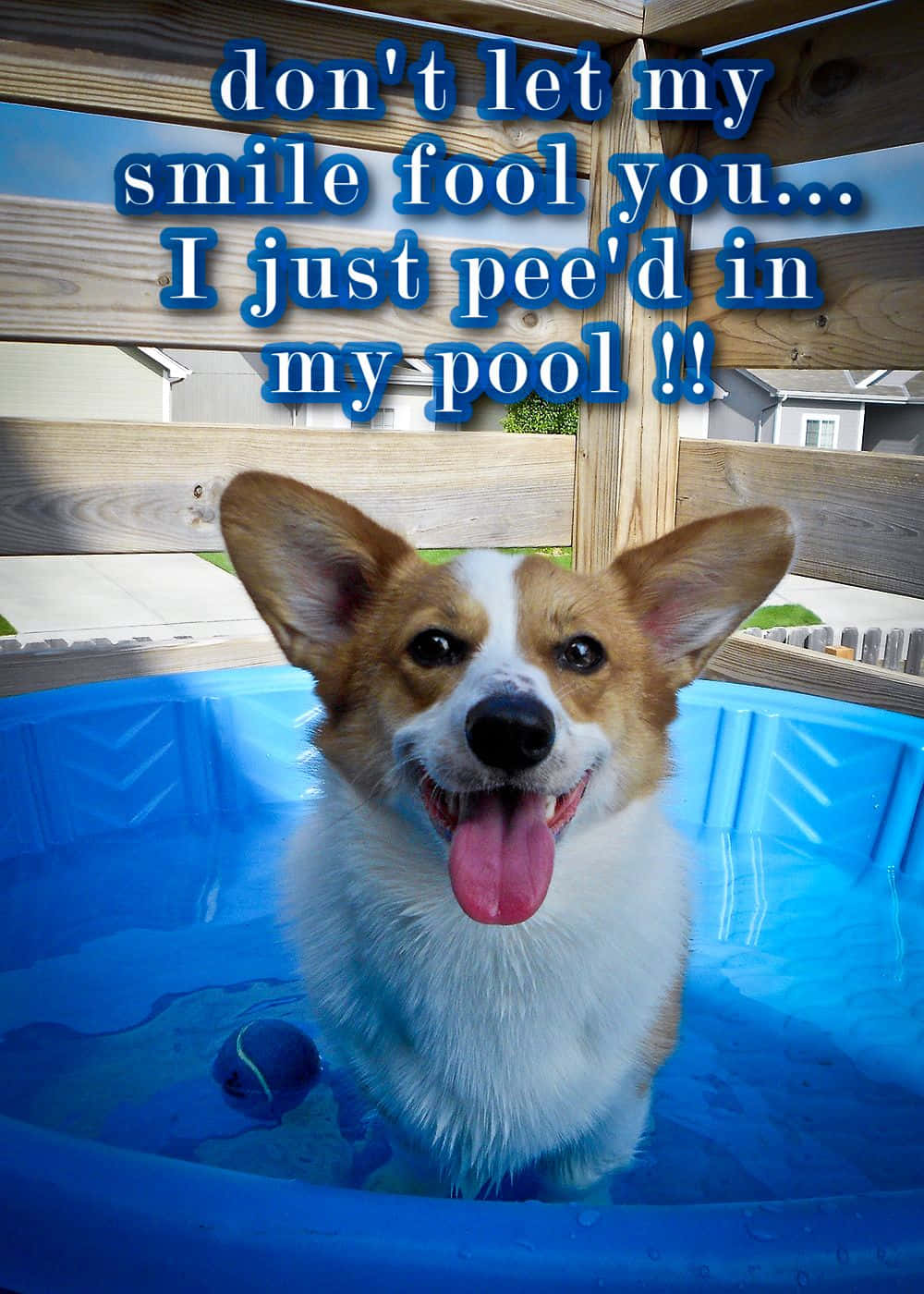 Funny Corgi On A Pool Picture