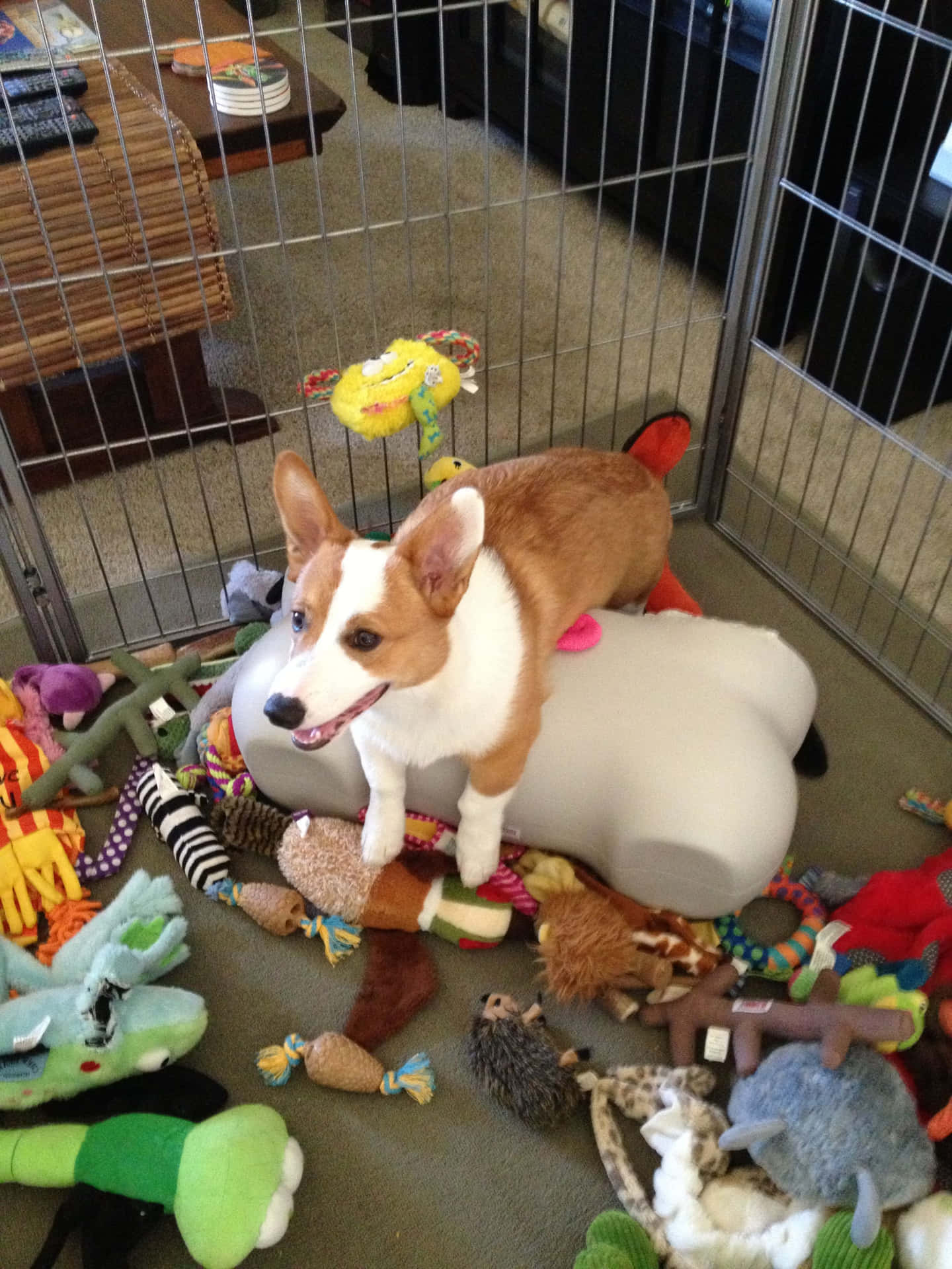Funny Corgi Dog With Toys Picture