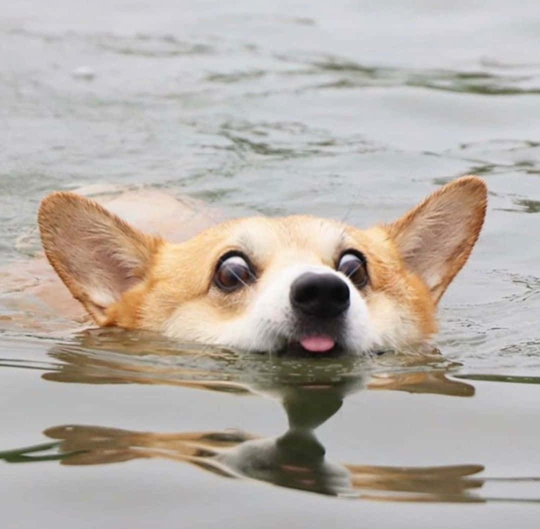 Funny Corgi Dog Swimming Picture
