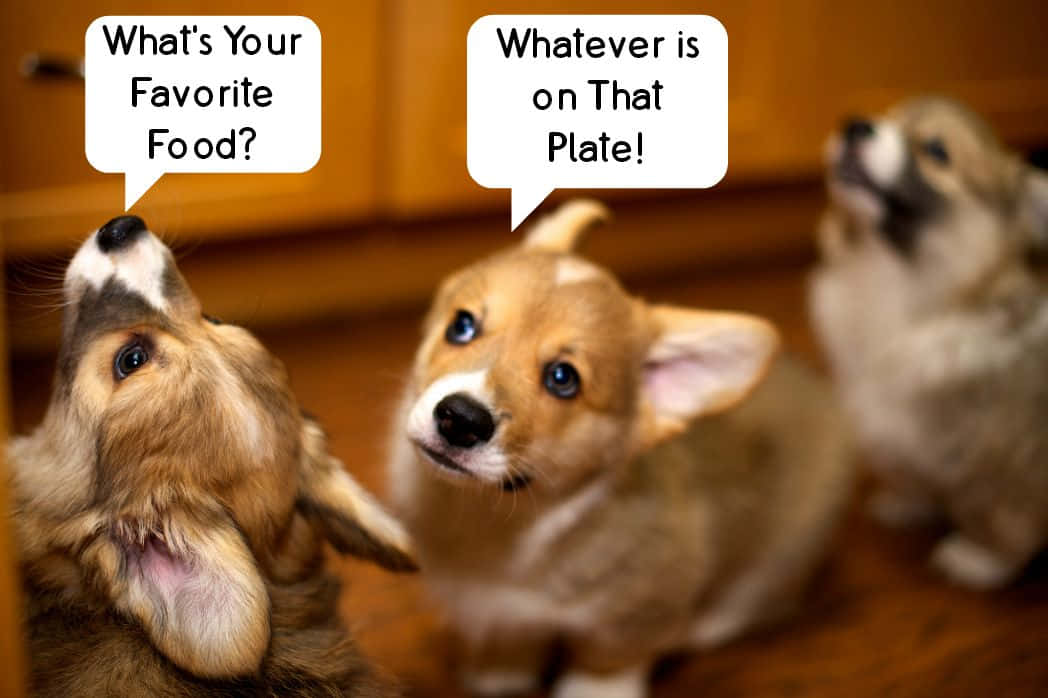 Imagende Una Divertida Conversación Entre Cachorros De Corgi