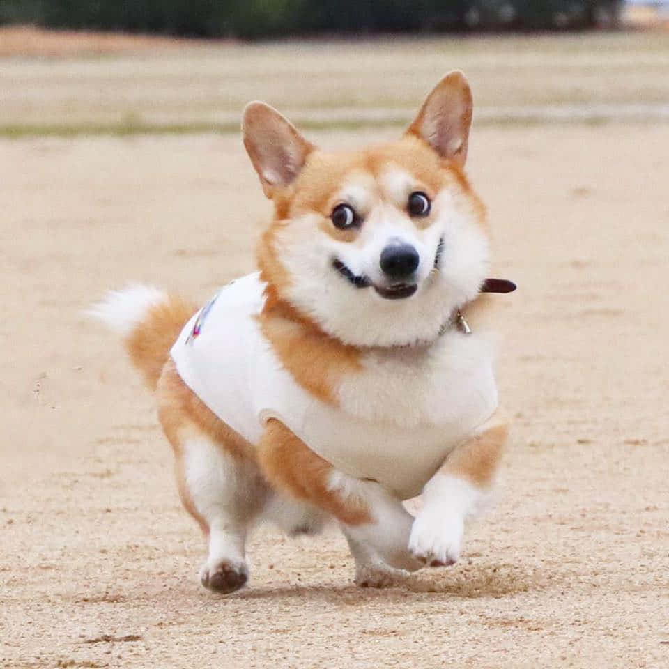 Funny Corgi Dog Running Picture