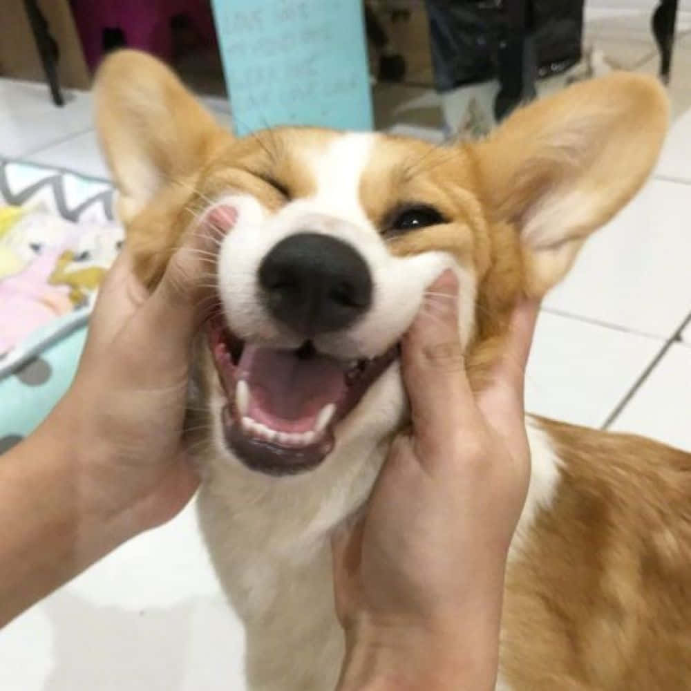 Funny Corgi Forced To Smile Picture