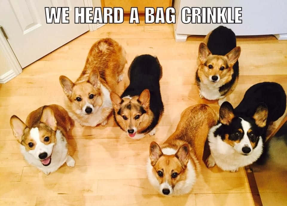 We Heard A Bag Crinkle Funny Corgi Picture