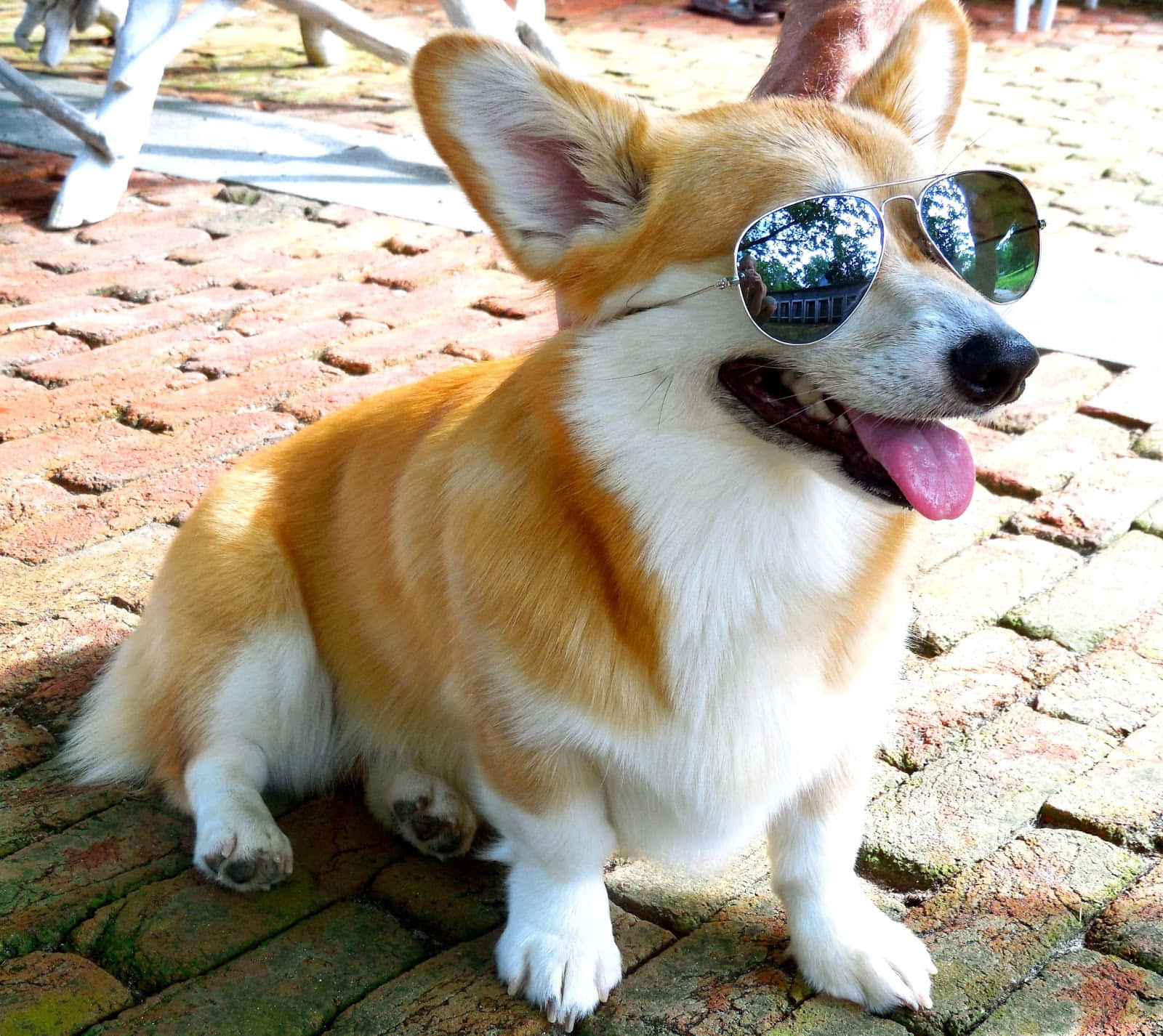 Funny Corgi Wearing Sunglasses Picture