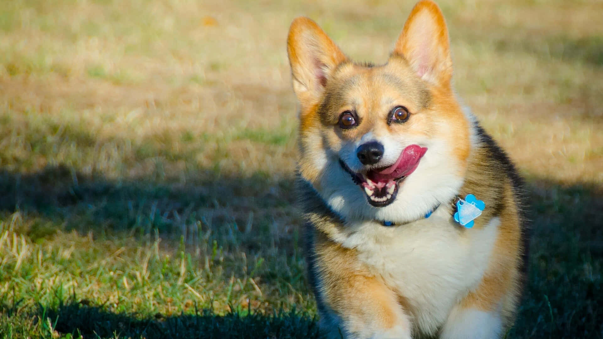 Lustigesbild Eines Corgi-hunds Mit Heraushängender Zunge.
